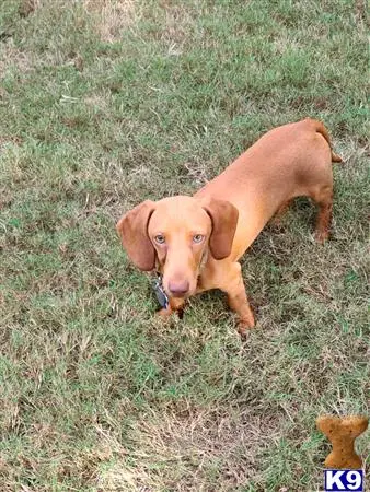 Dachshund stud dog